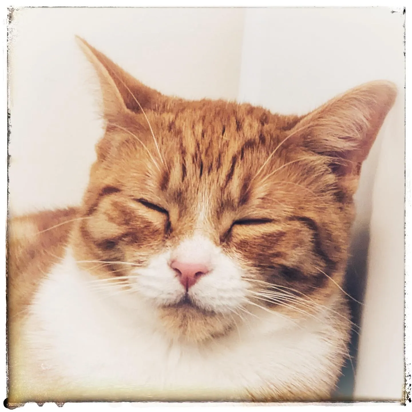 Rufus