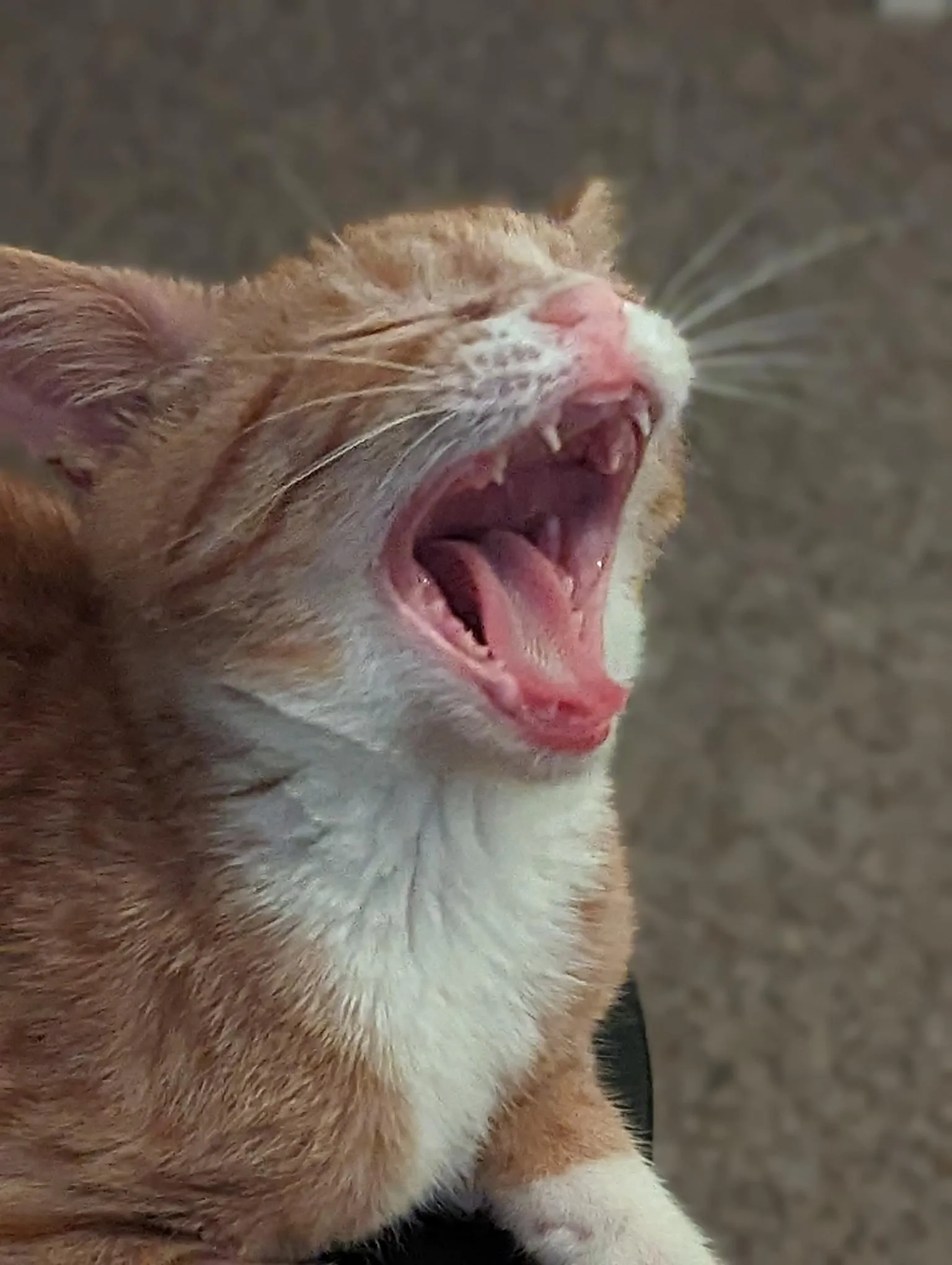 Rufus