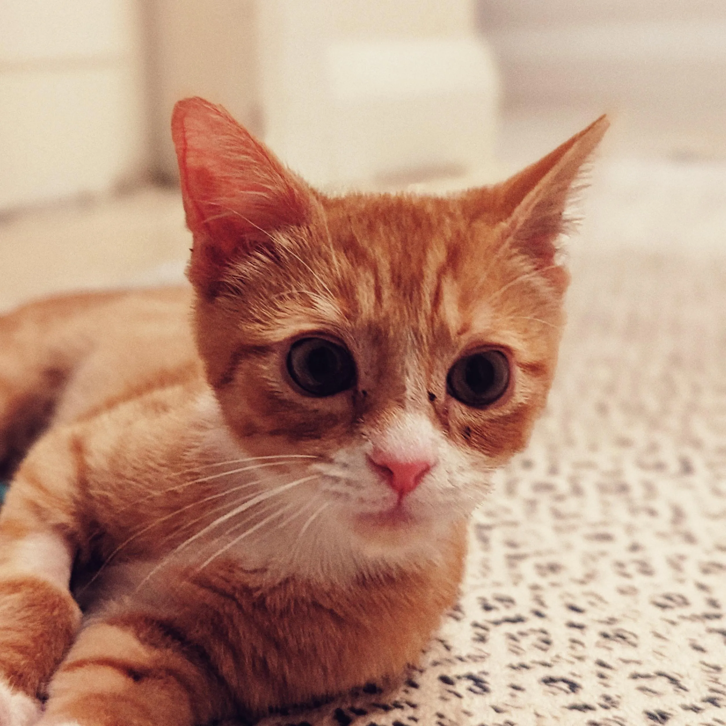 Rufus